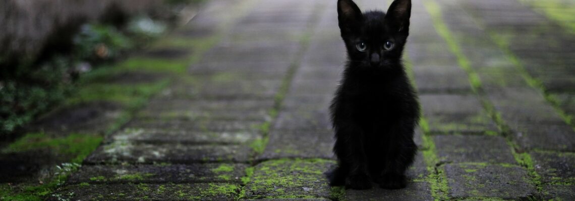 Chaton noir