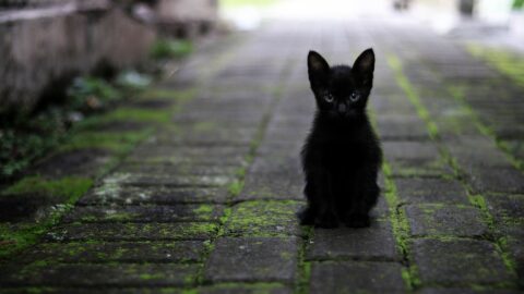 Chaton noir